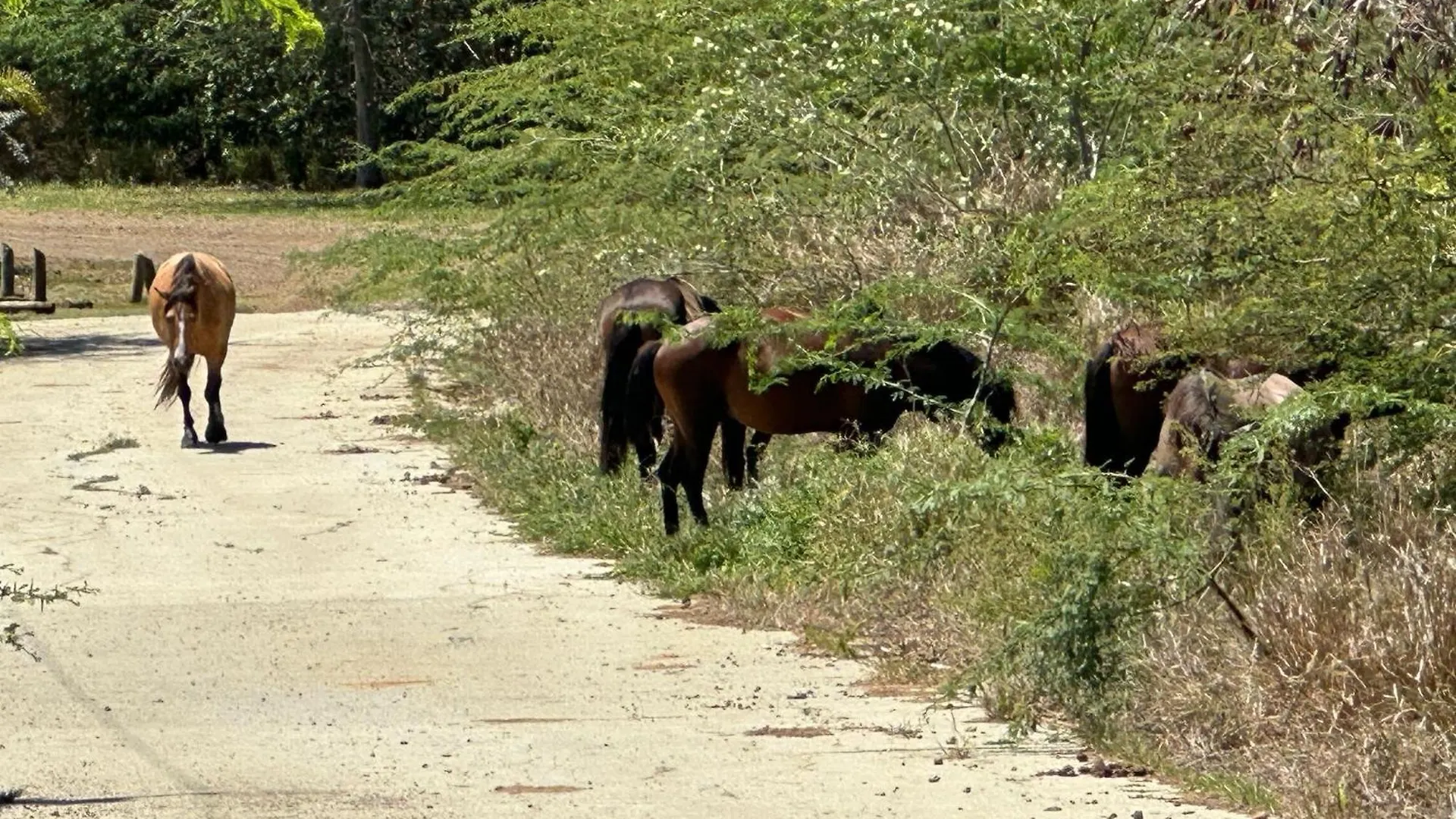 Appartamento The Hangover Block Isla Culebra Porto Rico